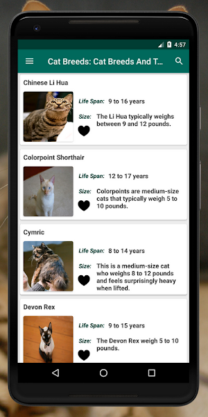 Cat Breed: Somali, Rex, burmese, mountain cat info Screenshot 2