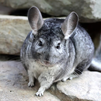 Chinchilla Sounds