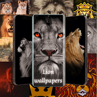 Lion Wallpapers lion HD
