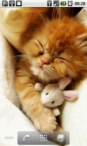 Kitten Slideshow Screenshot 2