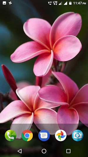 Plumeria Wallpaper Screenshot 1