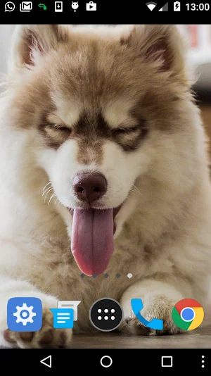 siberian husky wallpaper Screenshot 1