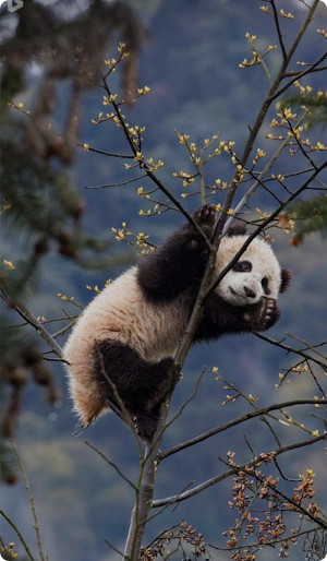 Panda Wallpaper HD Screenshot 1