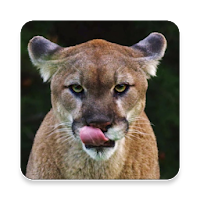 Mountain Lion Sound Collection