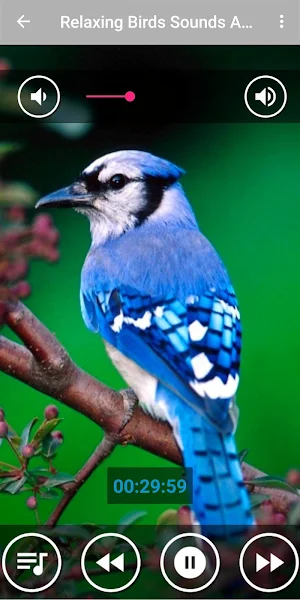 Relaxing Music & Birds Singing Screenshot 0