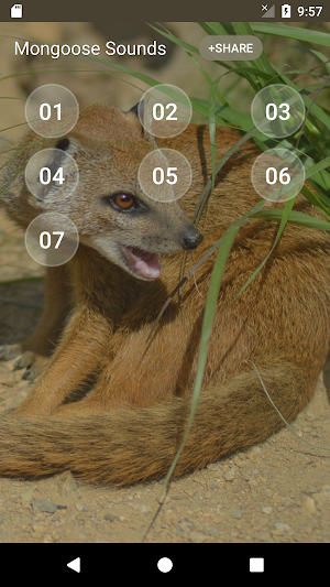 Mongoose Sounds Screenshot 1