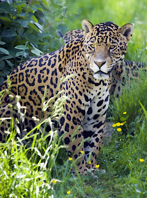 Jaguar (Animal) sounds ~ Sboard.pro Screenshot 0