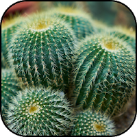 Cactus wallpapers