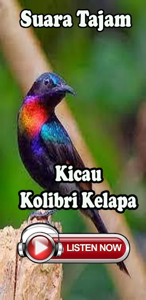 Pancingan Kolibri Full Isian Screenshot 2