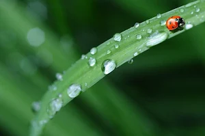 Drops wallpapers Screenshot 2