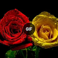Flowers & Roses Images Gif