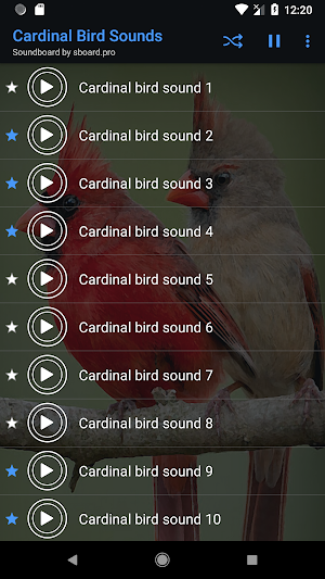Cardinal Bird Sounds ~ Sboard.pro Screenshot 3