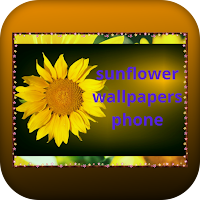 sunflower wallpapers phone