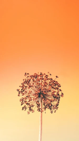 Calla Lily Wallpaper Screenshot 2
