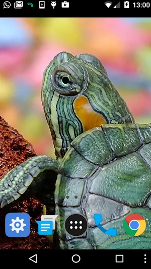 cute turtle wallpaper Screenshot 1