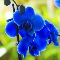 Orchid Garden