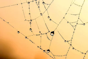 Drops wallpapers Screenshot 3
