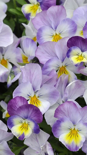 Pansy Wallpapers Screenshot 2