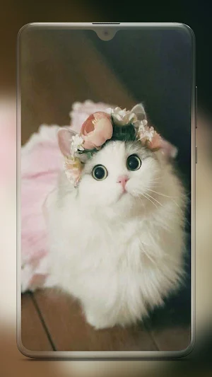 Kitten Cute Cat Wallpaper HD Screenshot 3