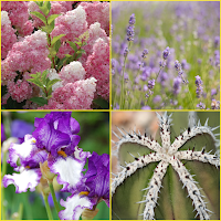 Cactus, Iris, Lavender, Lilac 