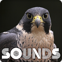 Falcon Bird Sound Ringtones
