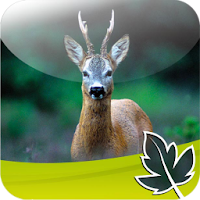 Roebuck Hunt