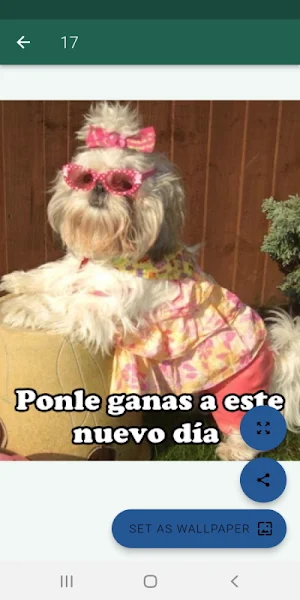 Imágenes graciosas con frases Screenshot 1