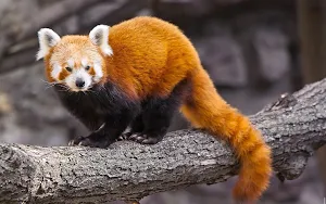 Red Panda Wallpapers Screenshot 3