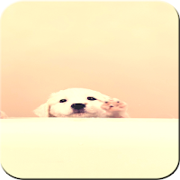 Puppy Wallpapers