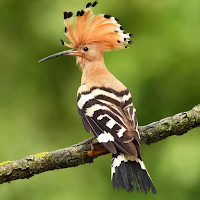 Hoopoe Bird Sounds