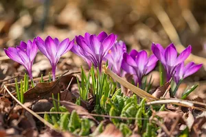 Crocus Flower Wallpapers Screenshot 0