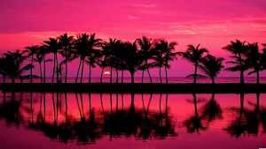 Pink Wallpapers HD Screenshot 2