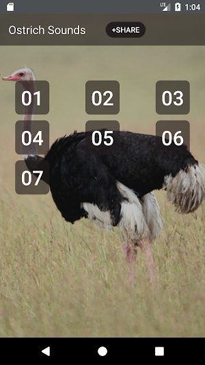 Ostrich and Emu Sounds Screenshot 0