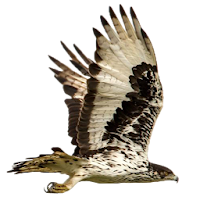 Eagle Attack