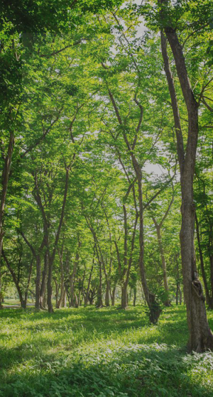 Forest Wallpapers 4K Screenshot 0