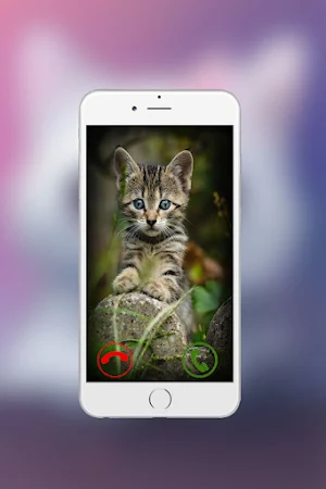face call funny cat Screenshot 1