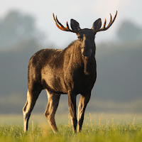 Moose Sounds
