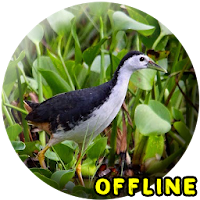 Suara Burung Ruak Ruak MP3