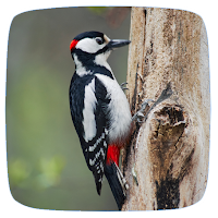 Woodpecker Sounds