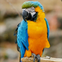 3d Birds Live Wallpaper Pro