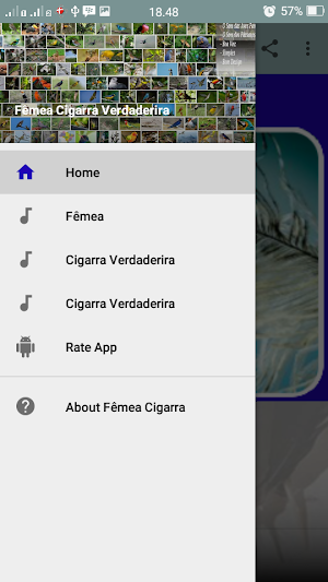 Canto Fêmea Cigarra de Verdade Screenshot 1