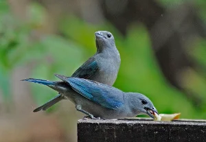 Canto Sanhaço Azul Screenshot 3