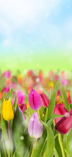 Tulip Wallpaper Screenshot 3