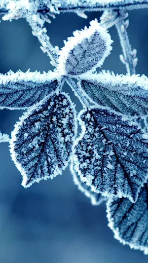 Leaf Wallpapers Screenshot 1