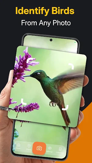 Bird Identifier: Species Guide Screenshot 0