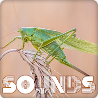 Katydid Insect Sound Ringtones