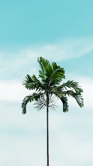 Palm Tree Wallpaper Screenshot 2