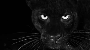 Black Panther Wallpaper HD Screenshot 2