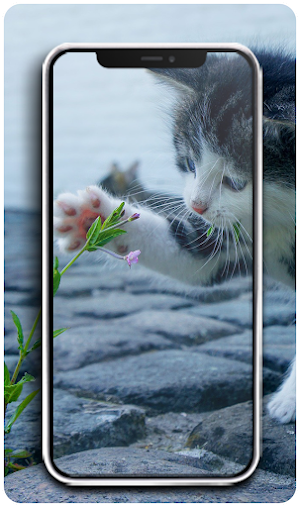 Cute Cat and Dog Wallpapers HD Screenshot 3