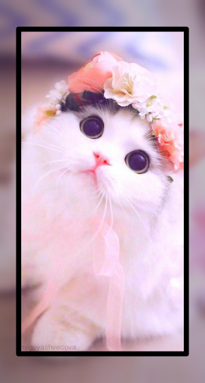 Baby Cat Wallpaper Cute HD Screenshot 3